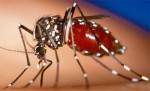 Nga ghi nhận trường hợp nhiễm virus Zika đầu tiên