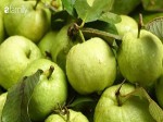 Ổi: Loại trái cây rẻ tiền nhưng lại là một trong 3 siêu thực phẩm bảo vệ sức khỏe đường ruột trong mùa dịch
